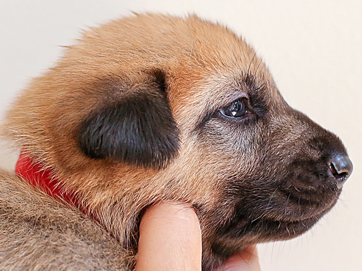 chinook puppy